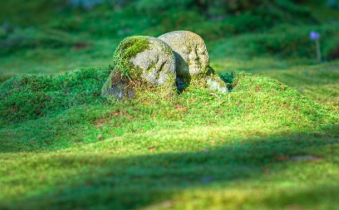 如何种植福田？