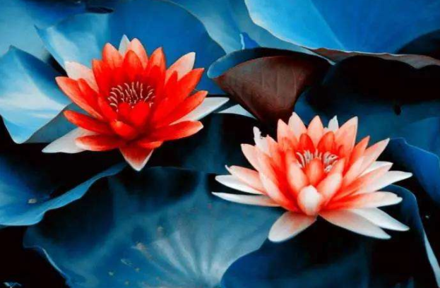 何为真念佛？就是念到身心都要自在