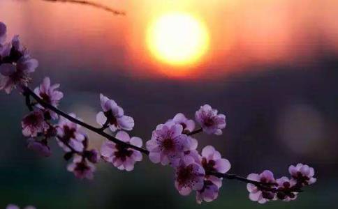 唯有凝视死亡时，才能过着像人的生活