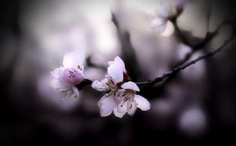 戒律衰败的四个原因