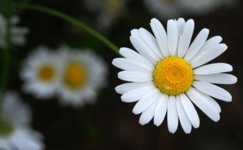 念佛能摄心，算初具信愿吗？