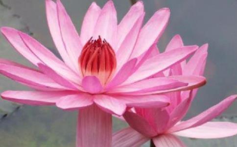 观想念佛，持名念佛