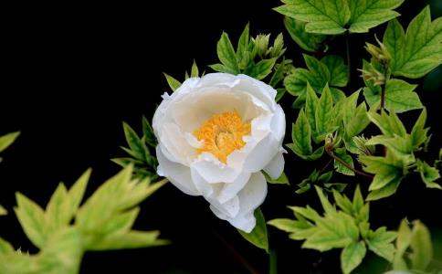 念佛三昧是安住一念心性吗？