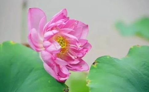 净土法门是佛法中简便又广大深远的法门