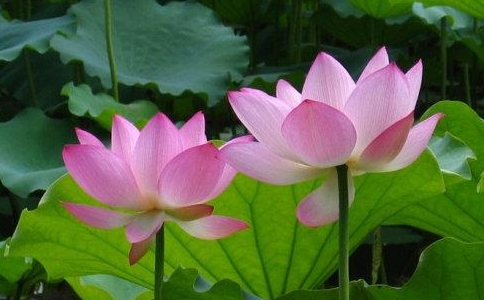 什么人念佛不能往生？盲聋暗哑之人能往生吗？