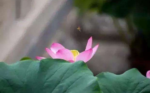 学佛的要领是什么？佛法的核心要素及修学次第