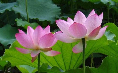 念佛不能恳切的原因