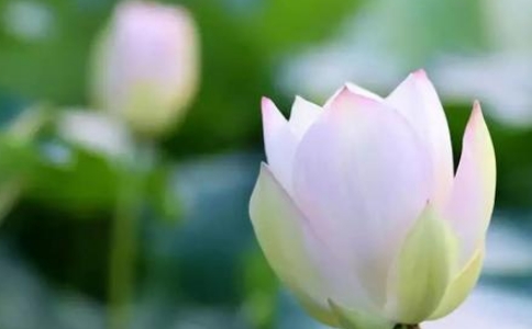 要有修行智慧，参话头观察消除妄想