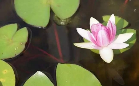 富贵使人迷惑，有权力而不变初心的能有几人？