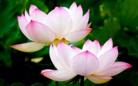 娑婆世界有八苦，极乐世界是离开了八苦