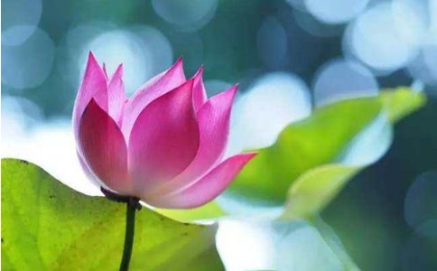 净土弘法怎么做？