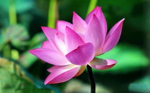 教人念佛则往生品位很高