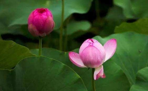 是不是念经不如念咒？念咒不如念佛号？