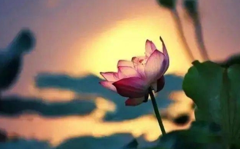 极乐世界的漏尽比丘是什么？