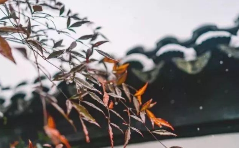 怎么才能往生？对娑婆世界的爱取调伏到很低