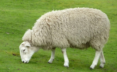 为什么修行人不能用绵羊的毛呢？