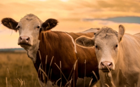 母爱不分物种，动物的母爱和人类都是一样的