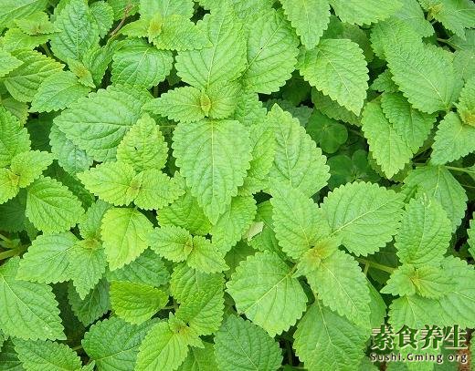 溪黄草的功效与作用