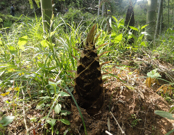 春季要吃的时令食物