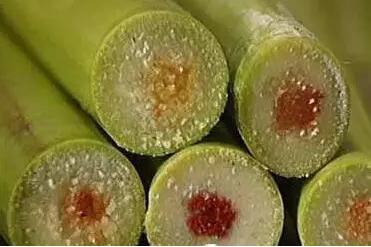 春季谨防霉变甘蔗和霉变红薯中毒