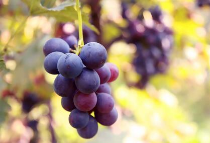 葡萄对人体的九大好处