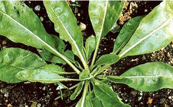 板蓝根大寒禁忌人群要认清