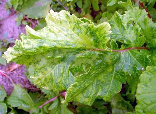 如何吃萝卜的叶子