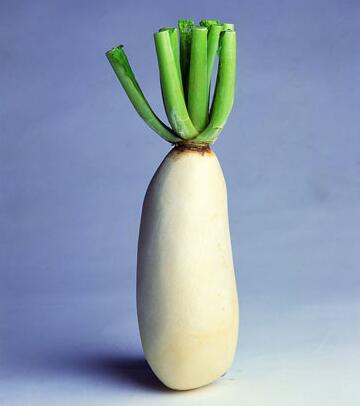 萝卜上街药铺歇业萝卜为何叫小人参