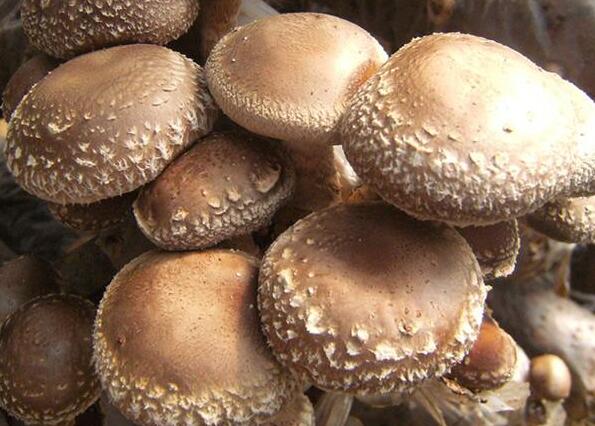 香菇的营养成份