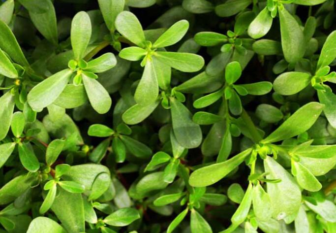 十种常见野菜，竟是癌症克星