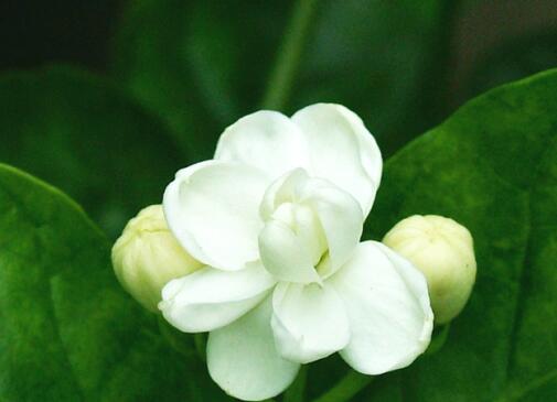 中老年女性常吃茉莉花可美容减肥