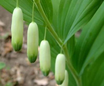 黄精炒素腊肠的做法