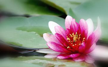 一天素食如何吃