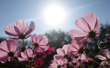 春季常见食材功效与养生美味菜