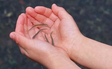 不用花钱就能放生护生