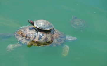 放生甲鱼引来旁人围观