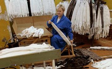 你所身穿的皮草竟然是这样制成的！