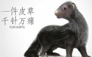 提倡素食抵制皮草