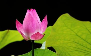 不吃肉就是爱护自己