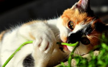 关爱生命你忍心吃肉吗？