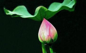 吃肉边菜方便素