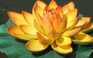 不吃肉，营养可以均衡吗？