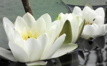 怎样让家人断掉肉食