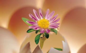 打破蛋、奶、肉的美丽神话