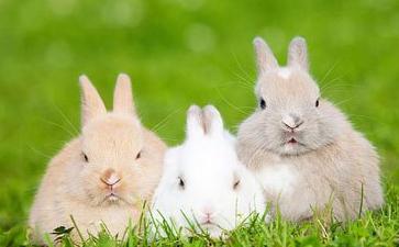 人不宜食众生肉