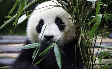 肉食背后的16个真相