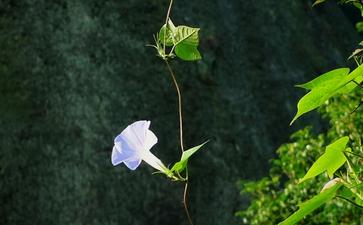 猪肉涨价 何不学习明星吃素