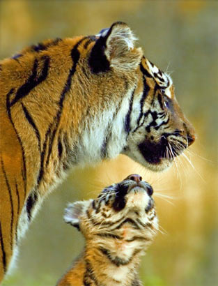 只活了5岁 被人类摧残至死的老虎“雷雷”