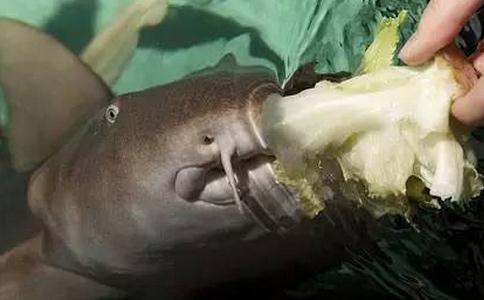 世界第一条吃素鲨鱼 对肉没兴趣最爱吃芹菜