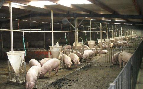 一位养猪户的心得：动物是人类的朋友